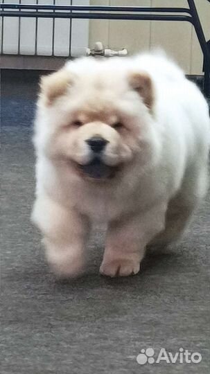 Кремовый мальчик