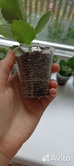 Коланхоэ малиновое саженцы