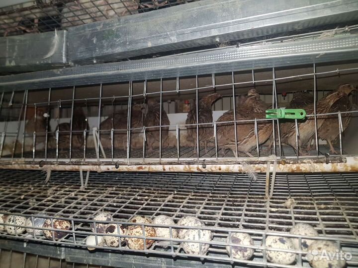 Японский перепел + инкубационные яйца