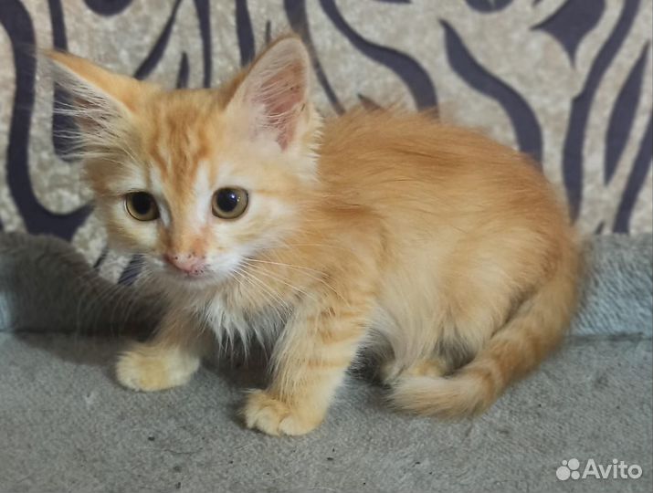 Бесплатно котёнок