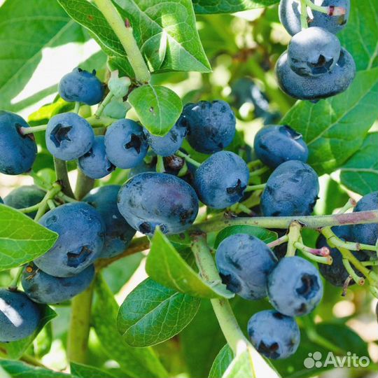 Голубика сорт Элиот