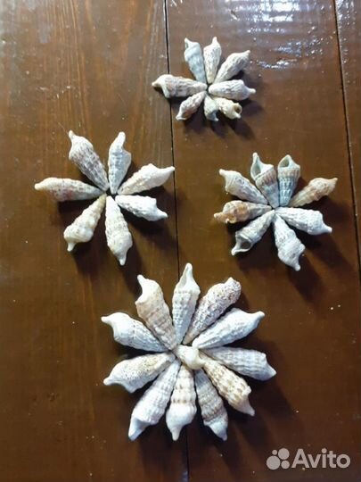 Морские ракушки