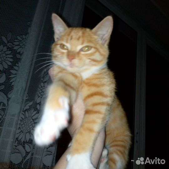 Рыжий котик в добрые руки