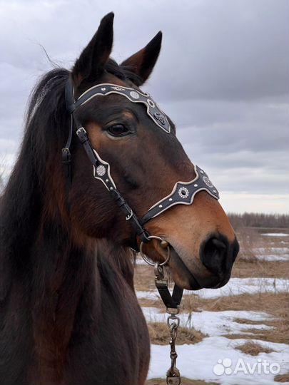 Уздечка, оголовье для лошади и пони