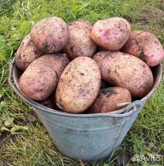 Вкусная домашняя картошка для хранения в зиму