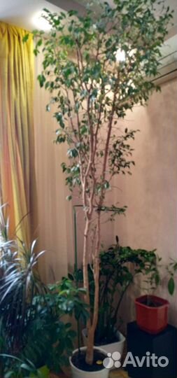 Фикус дерево