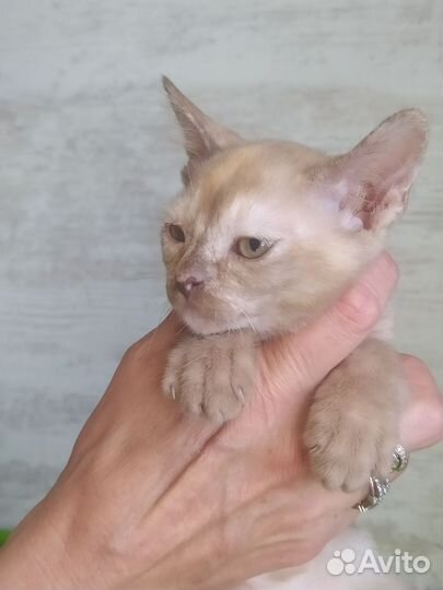 Бурма европейская котята