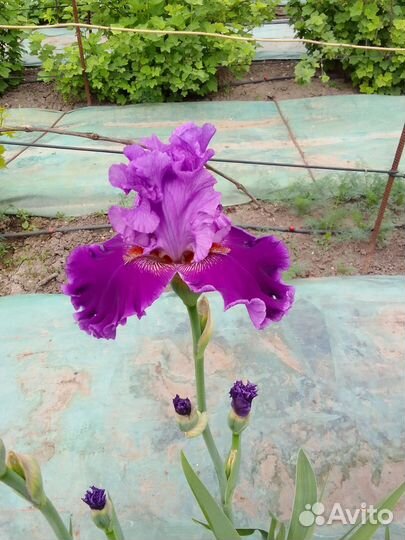 Ирисы бородатые
