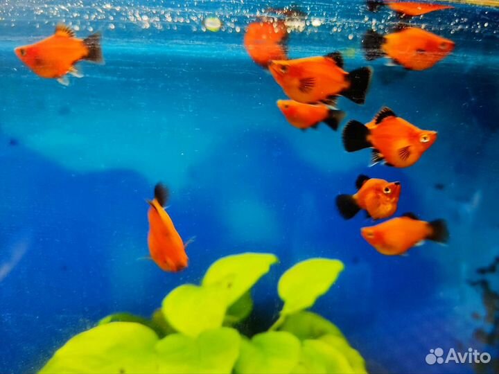 Пецилия дисковая