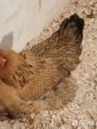 Кучинская, Ленинградская золотисто сер, Пушкинская