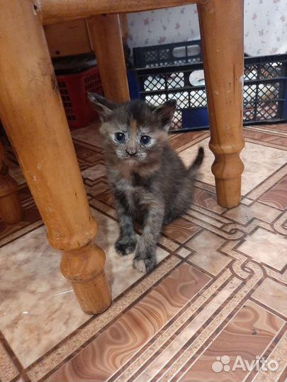 Котята