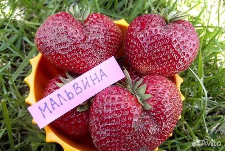 Клубника сортовая