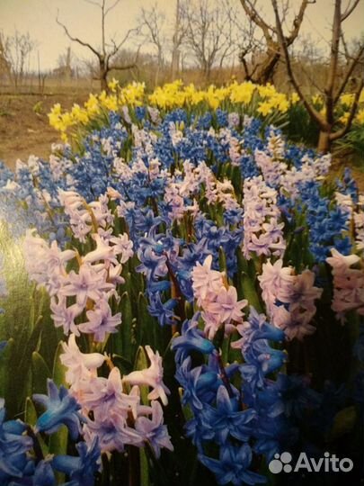 Гиацинт,Нарцис,тюльпан