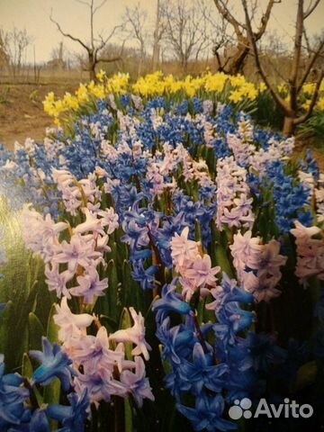 Гиацинт,Нарцис,тюльпан