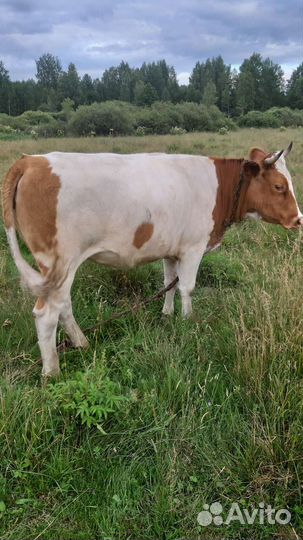 Тёлка/Корова