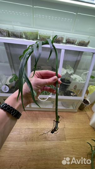 Филодендрон тортум