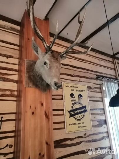 Чучело. Голова оленя