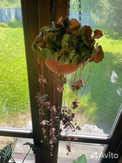 Комнатеые цветы (отводки)