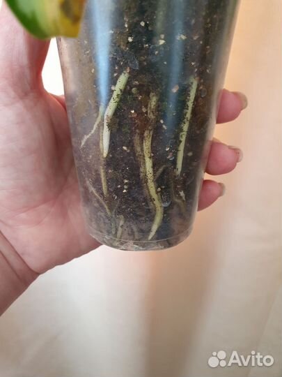 Аглаонема сильвер квин