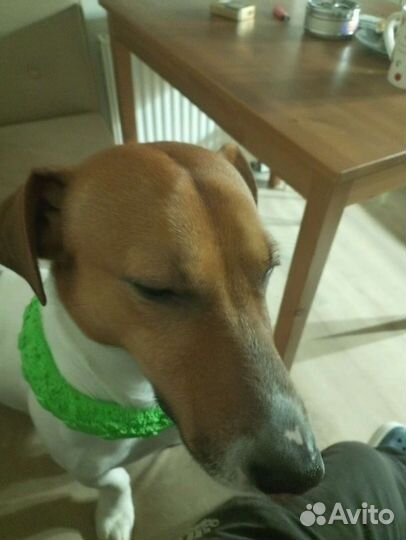 Джек рассел