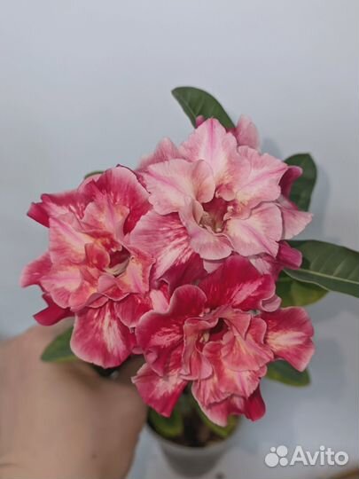 Адениум прививка Принцесса 950