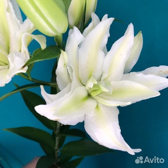 Цветы лилии