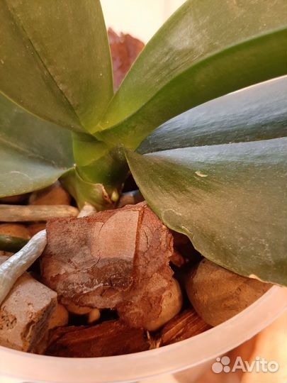 Орхидея фаленопсис Чармер