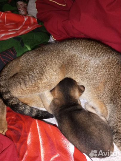 Абиссинский котёнок