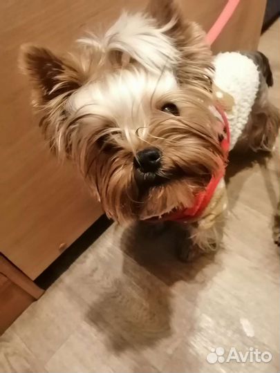 Йоркширский терьер вязка