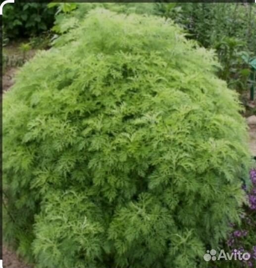 Божье дерево-полынь лечебная др-дн. )саженцы