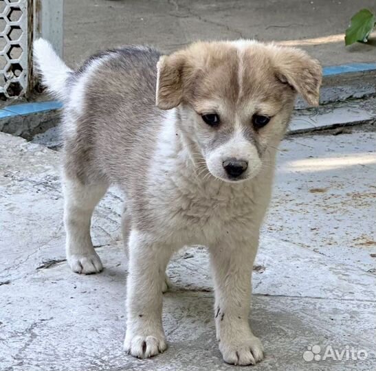 Щенок в добрые руки бесплатно
