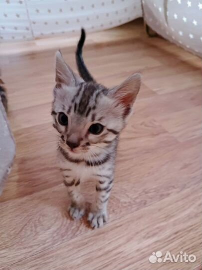Бенгальские котята