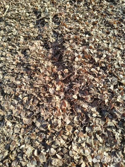 Шелуха гречихи(гречневая,гречки)