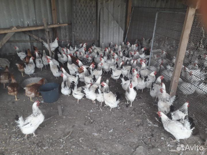 Несушеки Адлеровские и Петушки