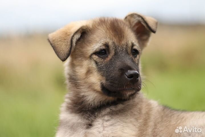 Ищем дом для щенков