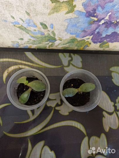 Крассула толстянка