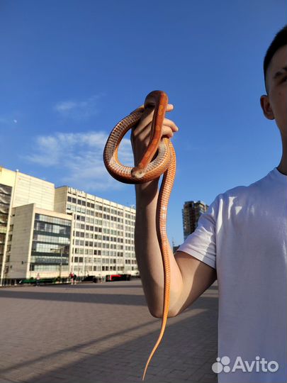 Рептилии для фотосессии