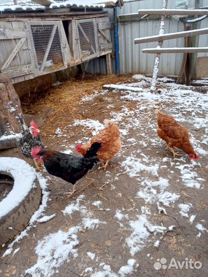 Куры петухи