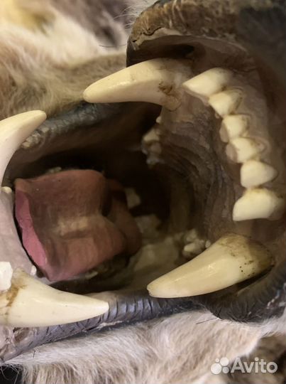 Имитация шкуры медведя