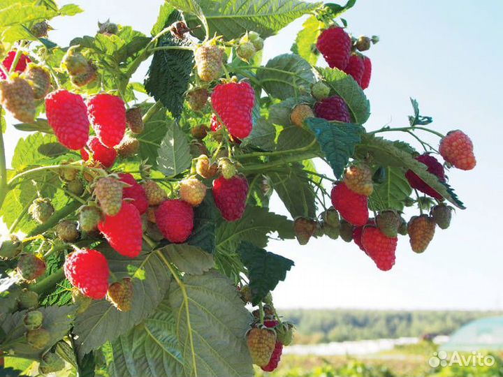 Саженцы малины, ежевика