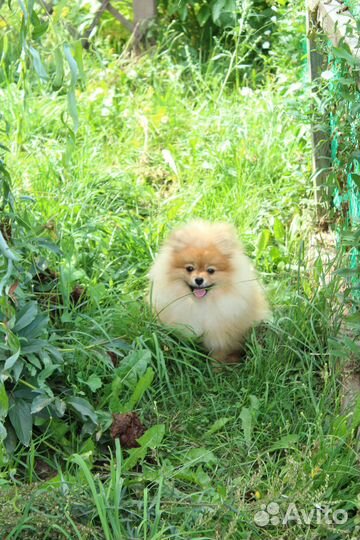 Померанские щпицы