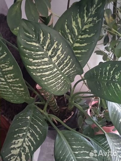 Диффенбахия