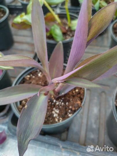 Традесканция