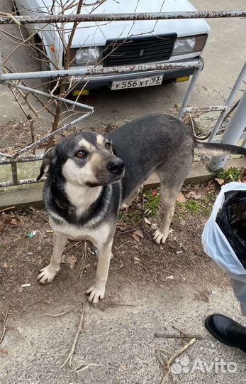 Собака в добрые руки