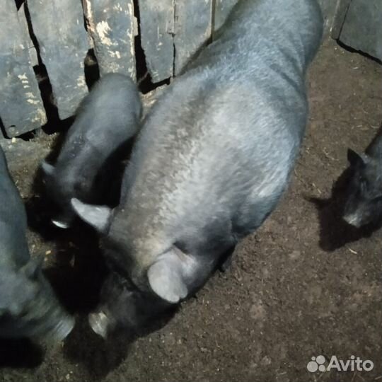 Вьетнамские поросята