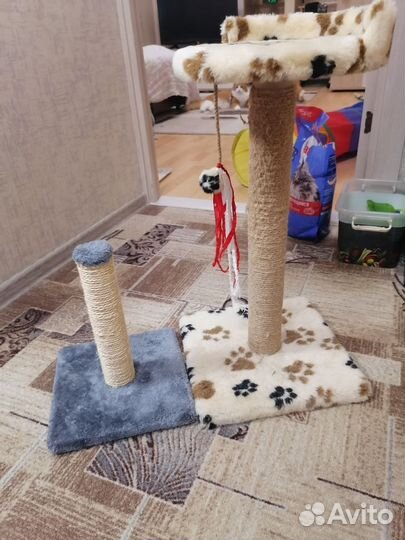 Когтеточка