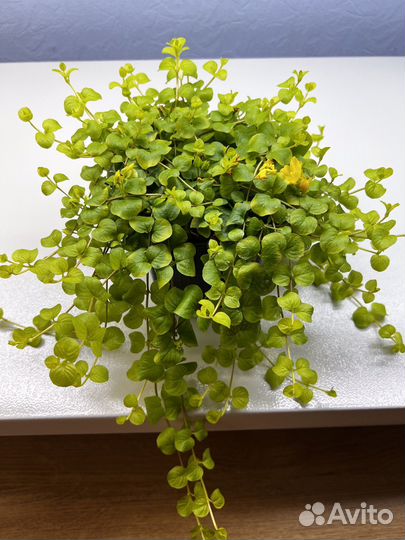 Лизимахия(Вербейник монетчатый)