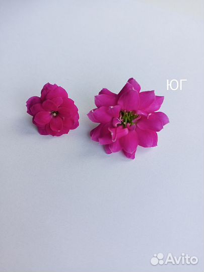 Каланхоэ - комнатные цветы