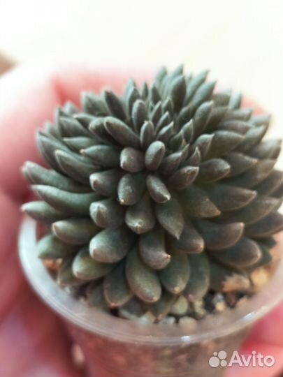 Суккуленты