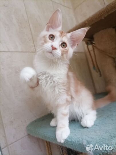 Котята мейн-кун